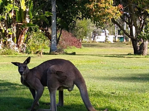 Lake Weyba Noosa Lodge & Kangaroos - New Castle Holiday 24