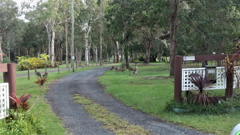 Lake Weyba Noosa Lodge & Kangaroos - New Castle Holiday 42