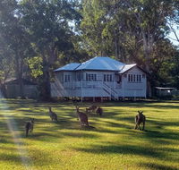 Lake Weyba Noosa Lodge  Kangaroos - New Castle Holiday