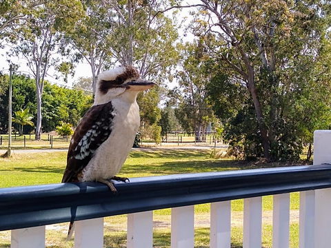 Lake Weyba Noosa Lodge & Kangaroos - New Castle Holiday 18