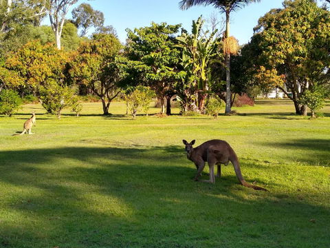 Lake Weyba Noosa Lodge & Kangaroos - New Castle Holiday 8