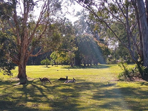 Lake Weyba Noosa Lodge & Kangaroos - New Castle Holiday 4