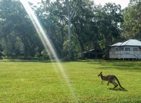 Lake Weyba Noosa Lodge & Kangaroos - New Castle Holiday 26