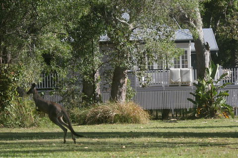 Lake Weyba Noosa Lodge & Kangaroos - New Castle Holiday 31