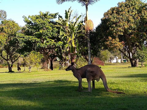 Lake Weyba Noosa Lodge & Kangaroos - New Castle Holiday 35