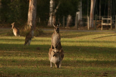 Lake Weyba Noosa Lodge & Kangaroos - New Castle Holiday 16