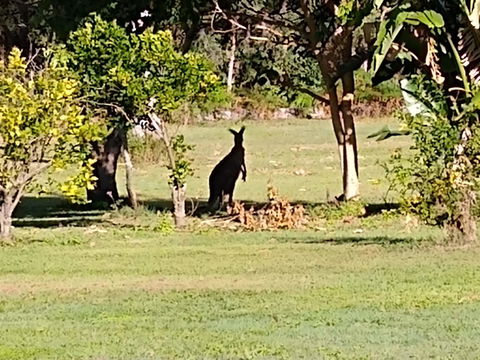 Lake Weyba Noosa Lodge & Kangaroos - New Castle Holiday 29