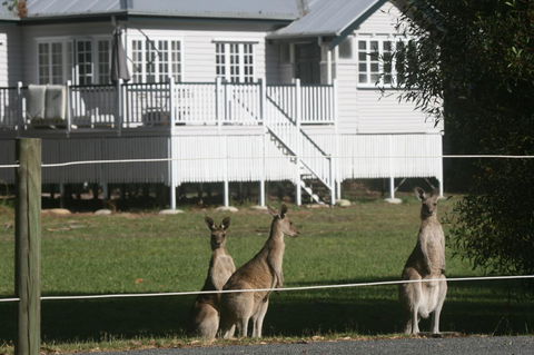Lake Weyba Noosa Lodge & Kangaroos - New Castle Holiday 28