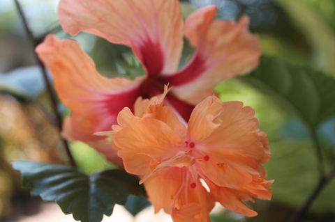 Amaroo On Mandalay, Magnetic Island - New Castle Holiday 34