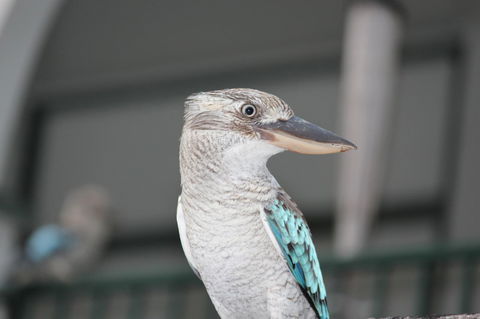 Amaroo On Mandalay, Magnetic Island - New Castle Holiday 28