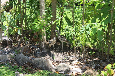 Amaroo On Mandalay, Magnetic Island - New Castle Holiday 40