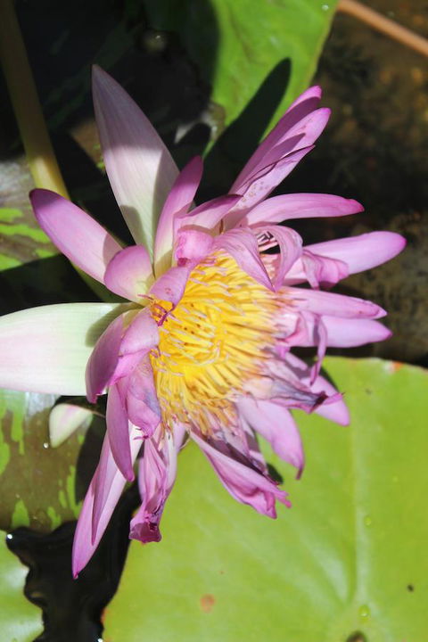 Amaroo On Mandalay, Magnetic Island - New Castle Holiday 41