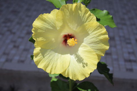 Amaroo On Mandalay, Magnetic Island - New Castle Holiday 43