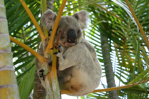 Amaroo On Mandalay, Magnetic Island - New Castle Holiday 44