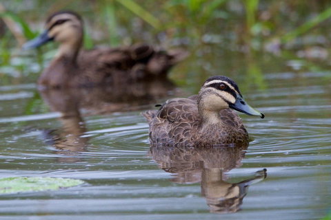 Soho Brisbane - New Castle Holiday 2