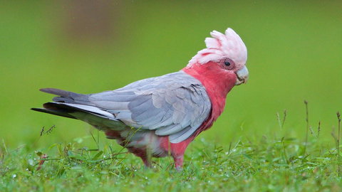 Soho Brisbane - New Castle Holiday 6