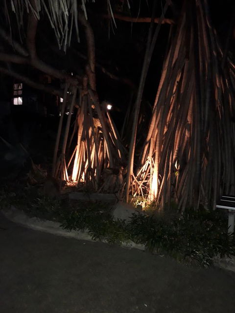 Pandanus Coolum Beach - New Castle Holiday 10