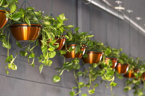 Hotel Grand Chancellor Brisbane - New Castle Holiday 13