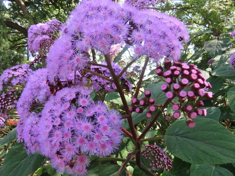 Shasta Place - New Castle Holiday 8