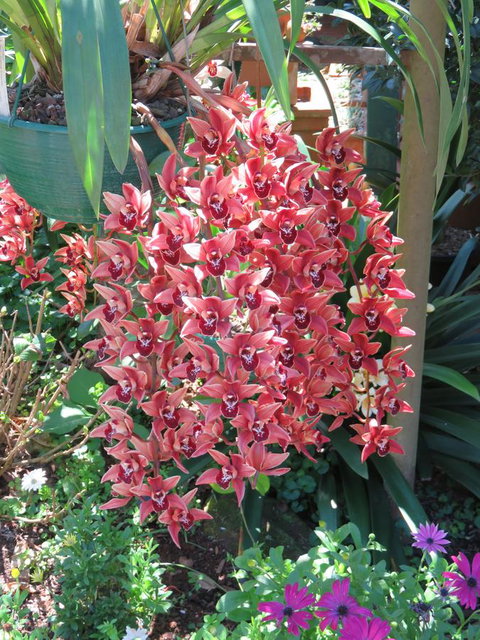 Shasta Place - New Castle Holiday 9