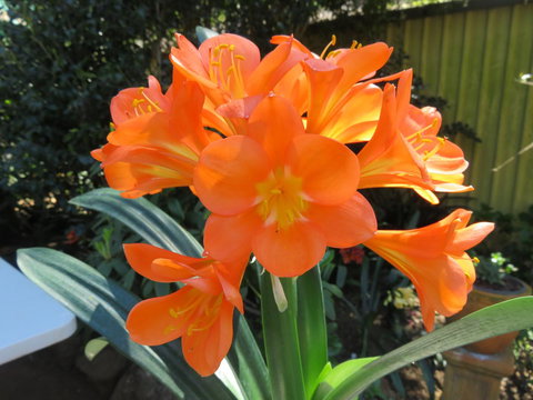 Shasta Place - New Castle Holiday 10