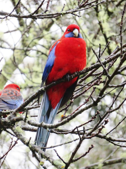 Shasta Place - New Castle Holiday 13