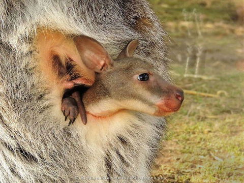 Windsong - New Castle Holiday 0