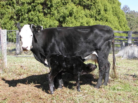 Yasuragi Cabins - New Castle Holiday 2