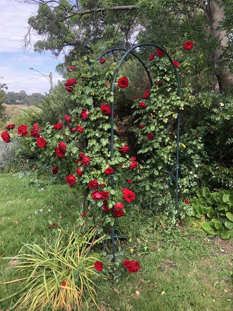 Zen Garde - New Castle Holiday 2