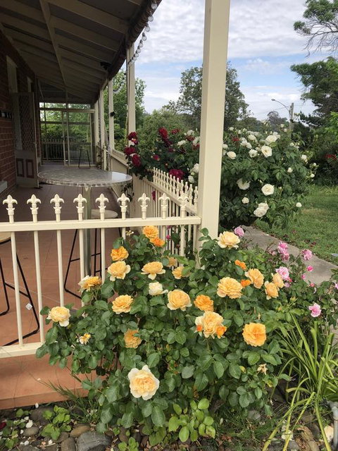 Zen Garde - New Castle Holiday 1