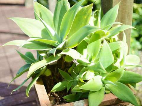 Apple Tree Cottage Montville - New Castle Holiday 13