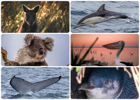 12 Aloha Drive, Ventnor - New Castle Holiday 2