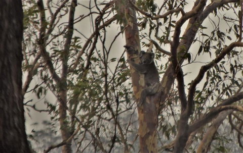 Emu Creek Retreat - New Castle Holiday 3