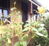 Albion Cottage - New Castle Holiday