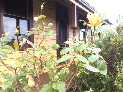 Albion Cottage - New Castle Holiday 0
