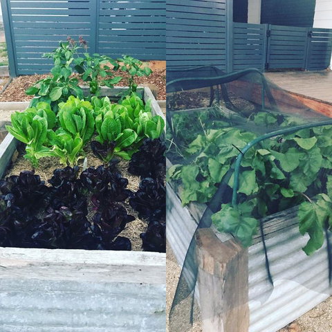 AMs Farm Stay - New Castle Holiday 3