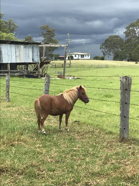 AMs Farm Stay - New Castle Holiday 0