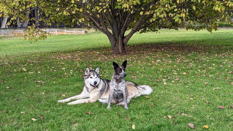 Mountain Culture Farm Stay - Pet Friendly - New Castle Holiday 2
