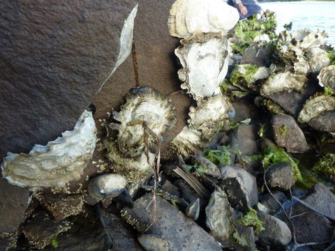 Oyster Shack - New Castle Holiday 3
