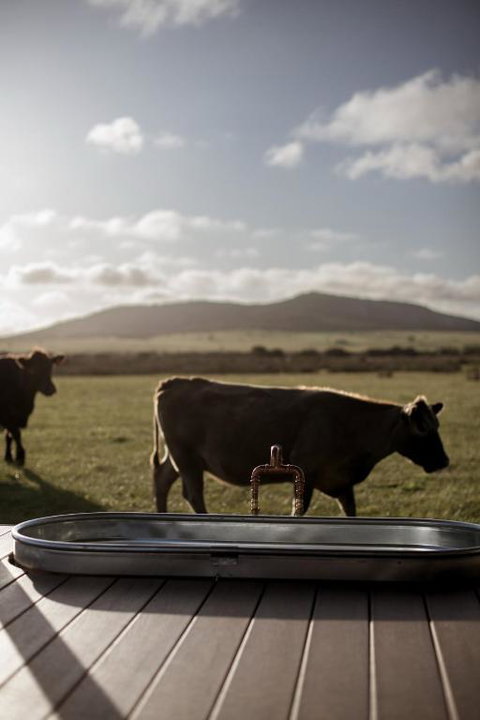 Peter The Tiny Cabin In Esperance - New Castle Holiday 1