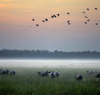 Bamurru Plains - New Castle Holiday