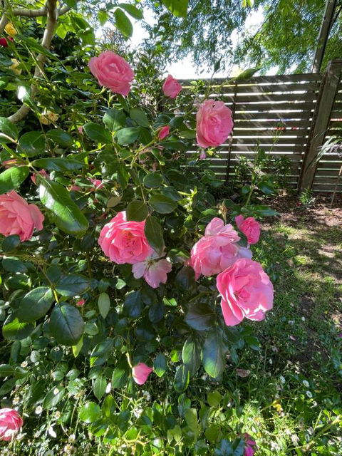 Rosehaven On Rosebud - New Castle Holiday 1