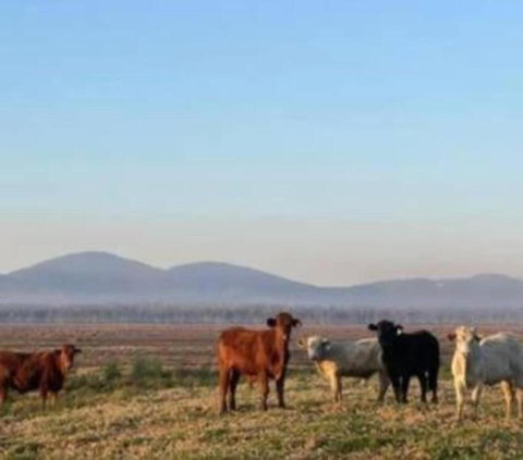 Rosemont By Tiny Away - New Castle Holiday 3