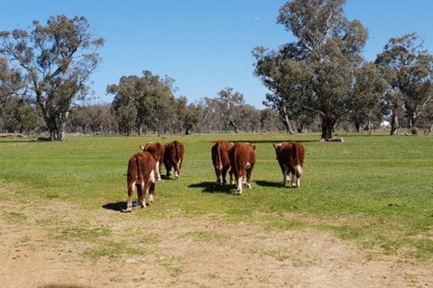 Big Tiny Jindera Park - New Castle Holiday 1