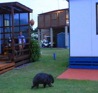 BIG4 Kelso Sands Holiday  Native Wildlife Park - New Castle Holiday