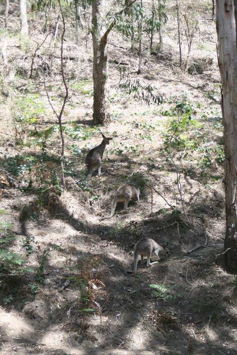 Blue Mountains Backpacker Hostel - New Castle Holiday 3