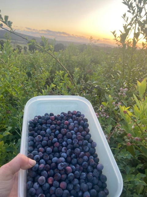 Tinglewood Cabins - New Castle Holiday 2