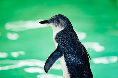 Penguin Island And Fremantle - Canoe, Chocolate & Coffee - New Castle Holiday 4
