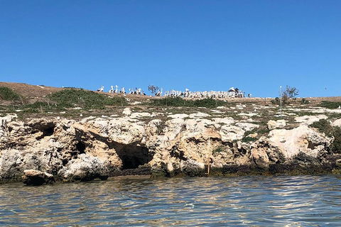 Penguin Island And Fremantle - Canoe, Chocolate & Coffee - New Castle Holiday 5