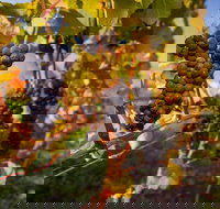 Full Day Tamar Valley Wine Tour - New Castle Holiday